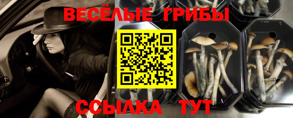 Псилоцибиновые грибы Psilocybe Черногорск
